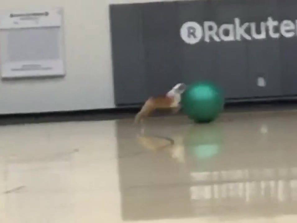 ?克莱深情告别Rocco：一只伟大的王朝狗狗~我会万分想念你